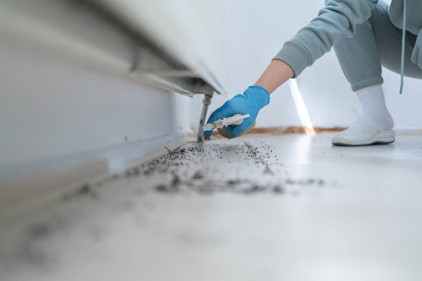 Best Spider Control Near Me  in Ephraim, UT